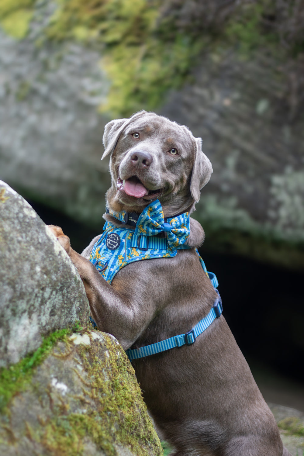 Disney© Bow Tie - Simba