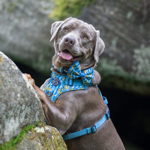 Disney© Bow Tie - Simba