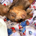 Paddington™ Dog Blanket - London