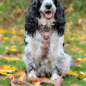 Disney© Lead - Disney Dogs