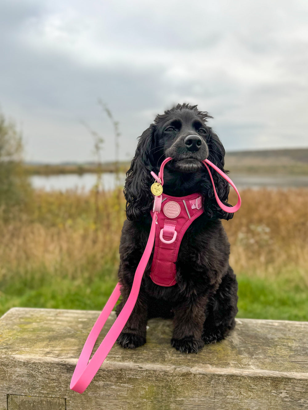 4ft Waterproof Lead - Walkies Ready® Raspberry Pink