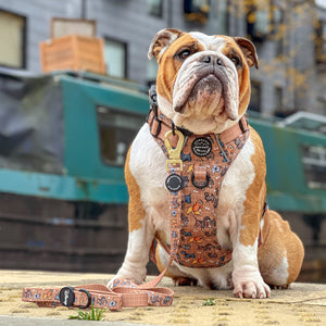 Disney© Lead - Disney Dogs