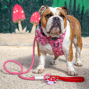 4ft Rope Lead - Red + Pink