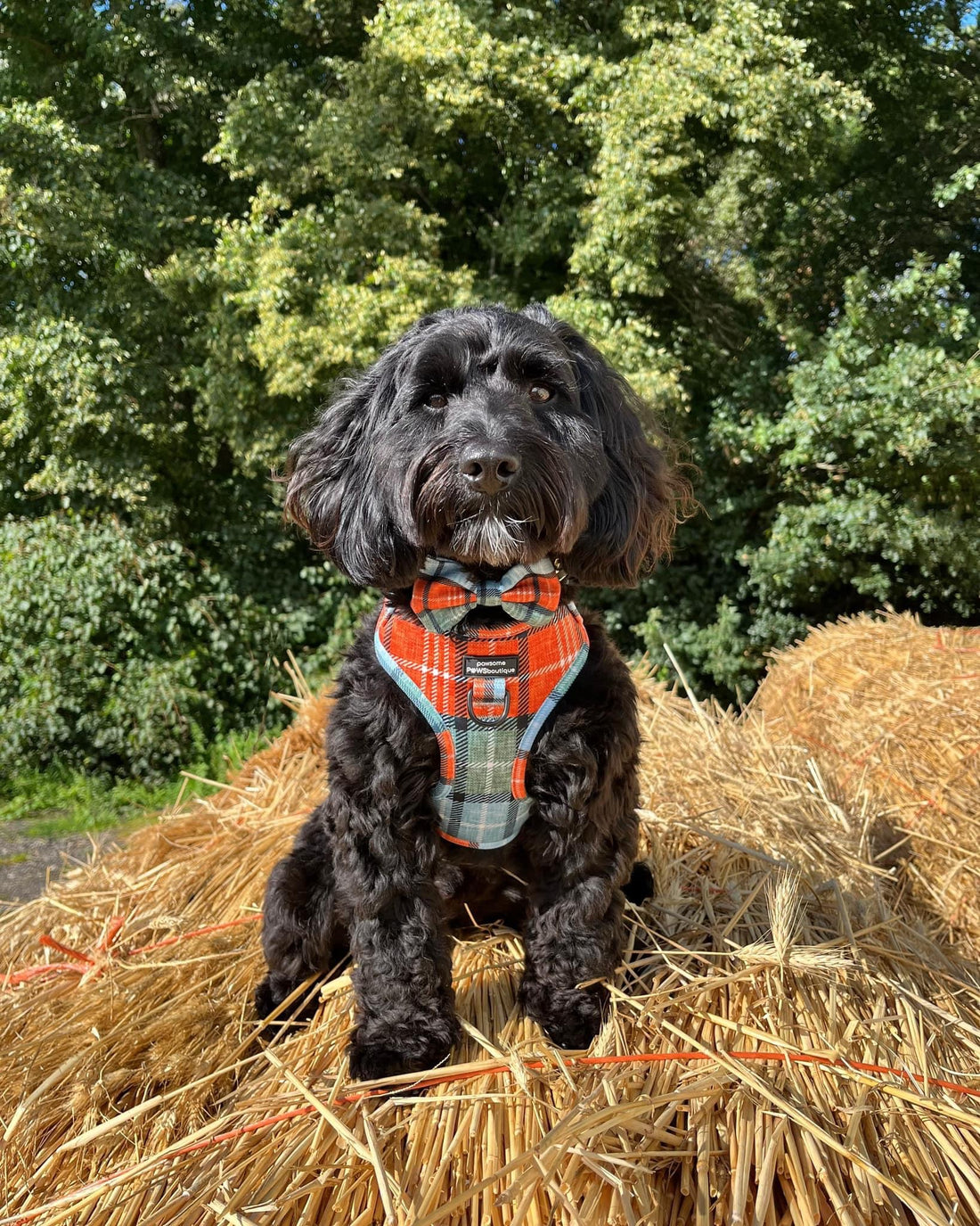 Bow Tie - Harvest Plaid