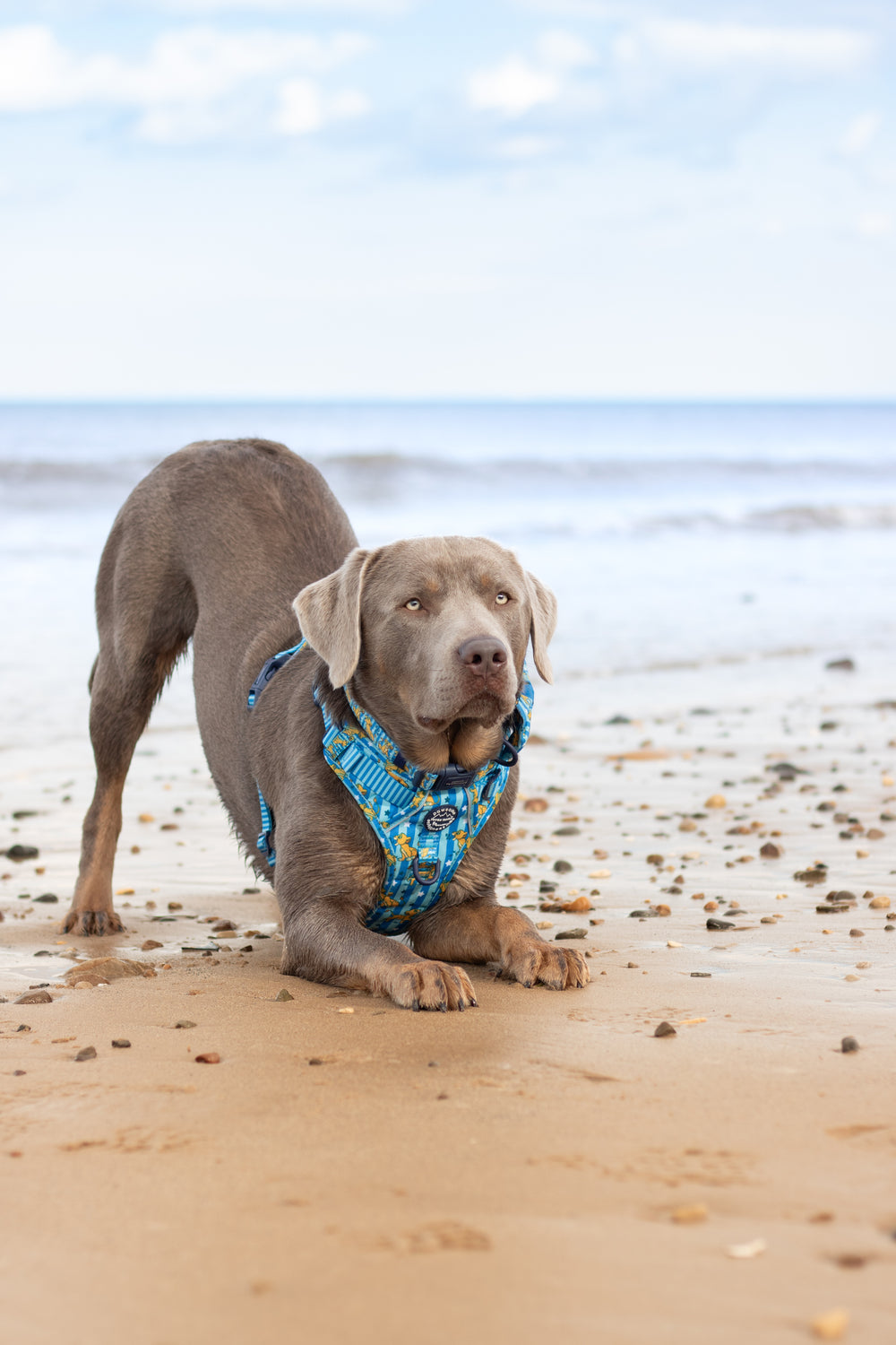 Disney© Tough Trails™ Harness - Simba