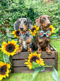 Bow Tie - Harvest Plaid