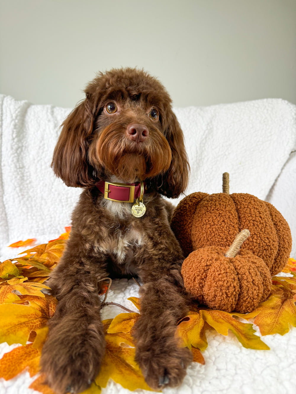 Waterproof Collar - Mulberry (Gold Hardware)