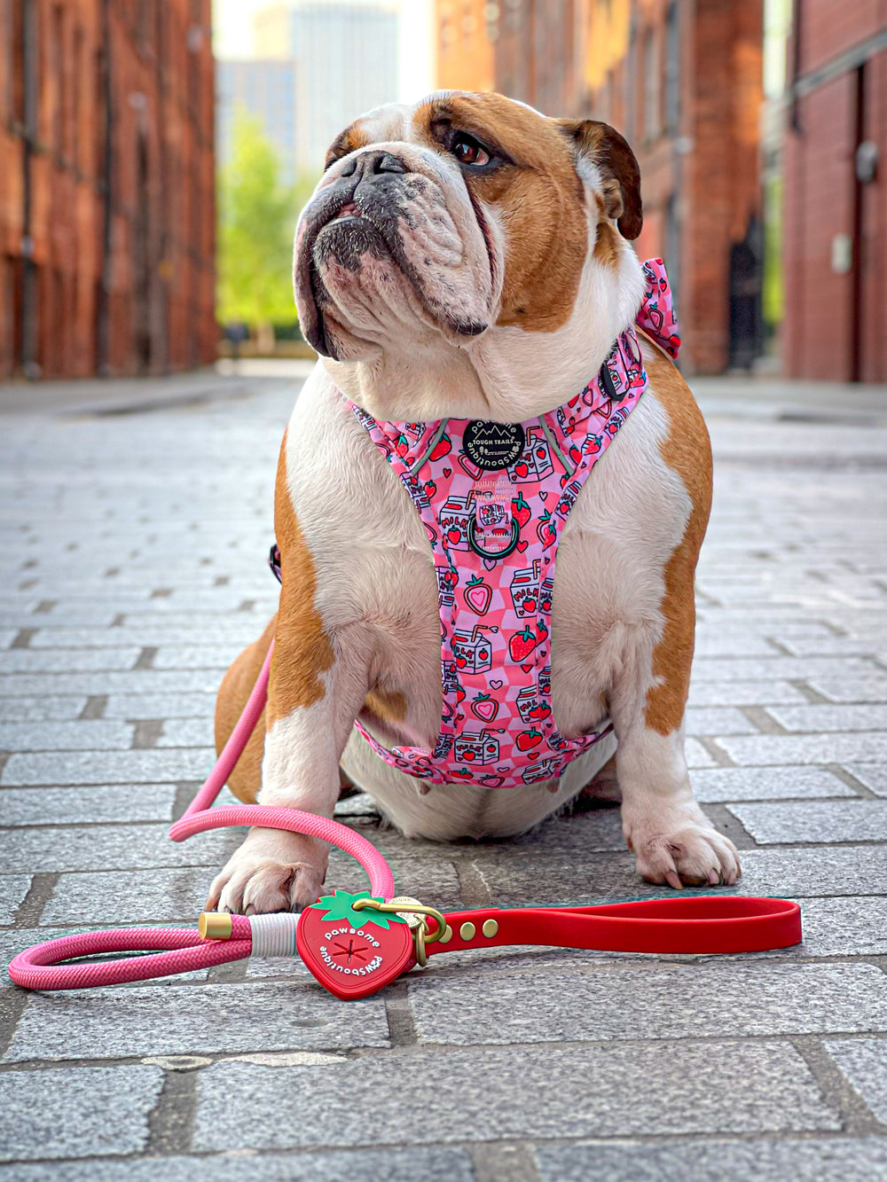 4ft Rope Lead - Red + Pink