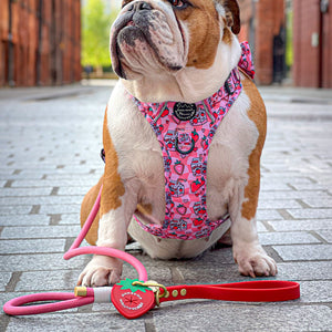 4ft Rope Lead - Red + Pink