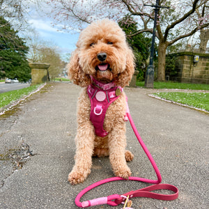 4ft Rope Lead - Walkies Ready® Raspberry Pink