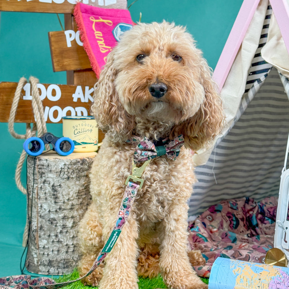 Bow Tie - Adventure Awaits