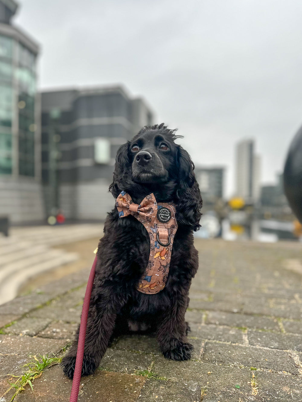 Disney© Bow Tie - Disney Dogs