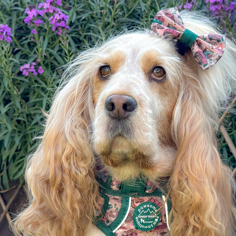 Bow Tie - Adventure Awaits