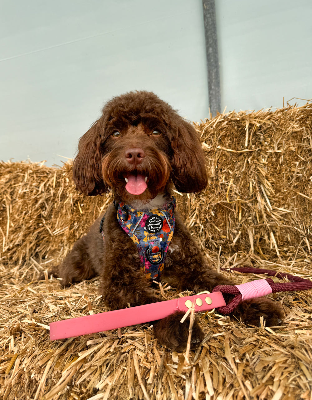 4ft Rope Lead - Mulberry