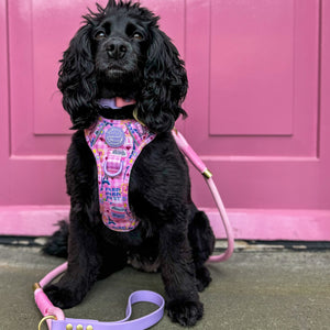 4ft Rope Lead - Emily In Paris