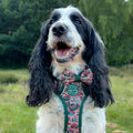 Bow Tie - Adventure Awaits