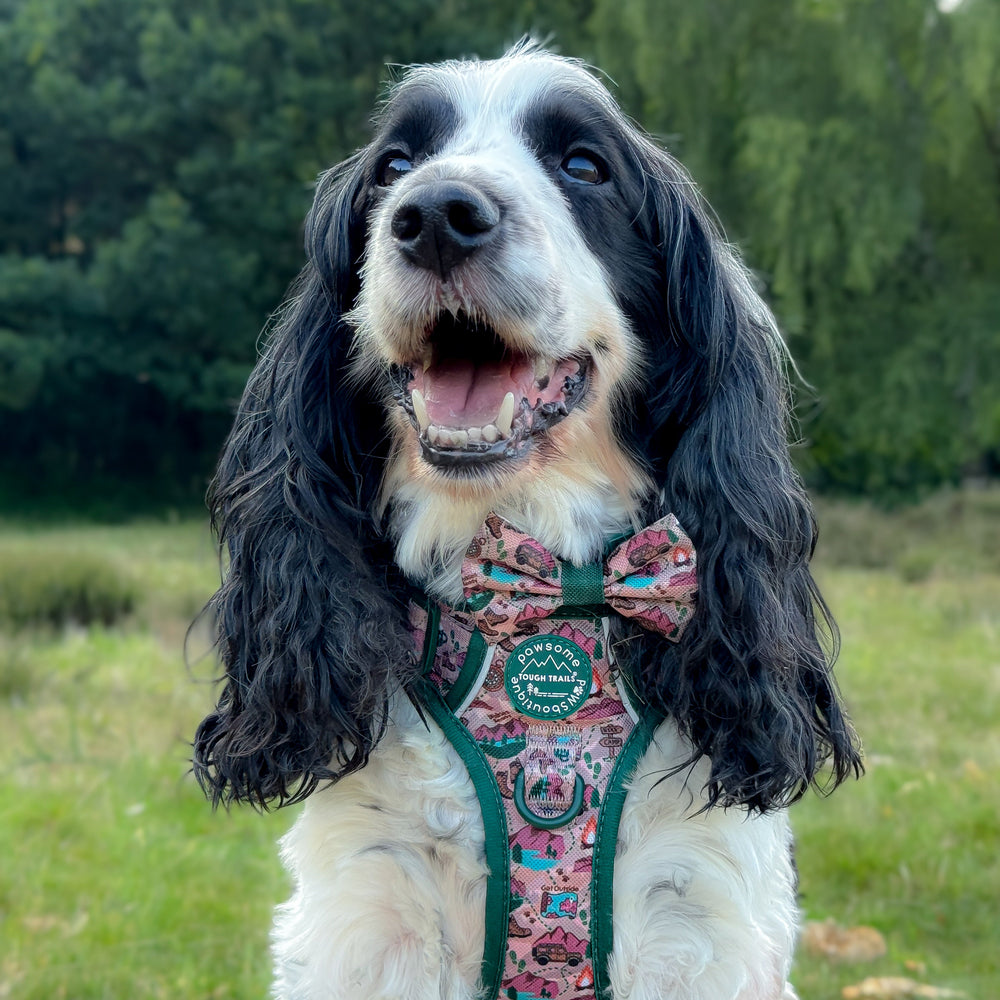 Bow Tie - Adventure Awaits