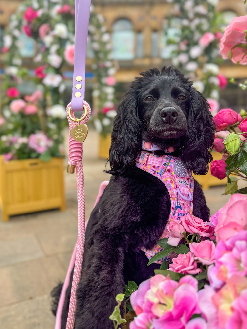 4ft Rope Lead - Emily In Paris