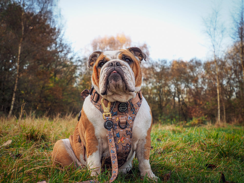 Disney© Lead - Disney Dogs