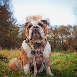 Disney© Lead - Disney Dogs