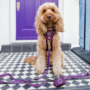 Lead - Walkies Ready® Plum