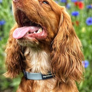 Waterproof Collar - Dusky Blue + Navy