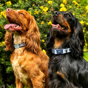 Waterproof Collar - Dusky Blue + Navy