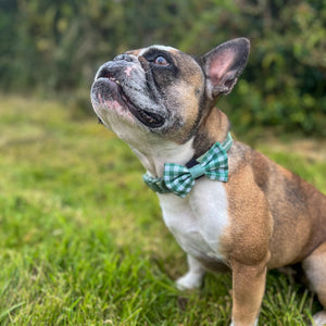 Disney© Bow Tie - Bambi + Thumper - Green Gingham