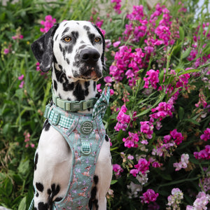 Waterproof Collar - Green