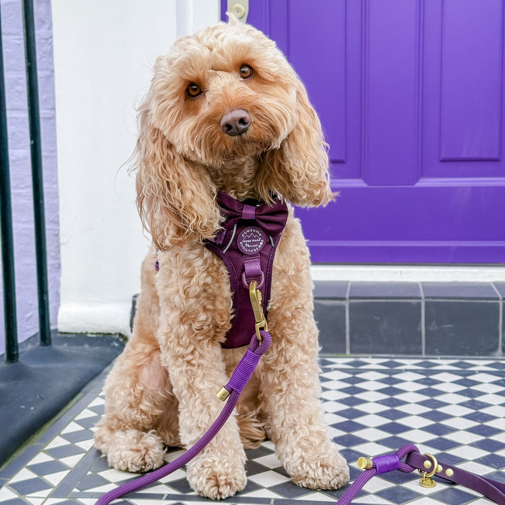 Bow Tie - Walkies Ready® - Plum