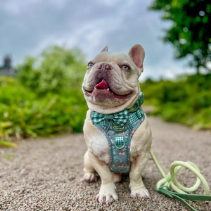 Disney© Bow Tie - Bambi + Thumper - Green Gingham