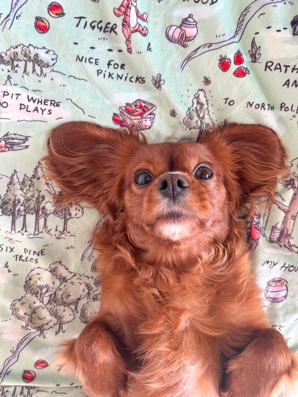 Disney© Dog Blanket - 100 Aker Wood