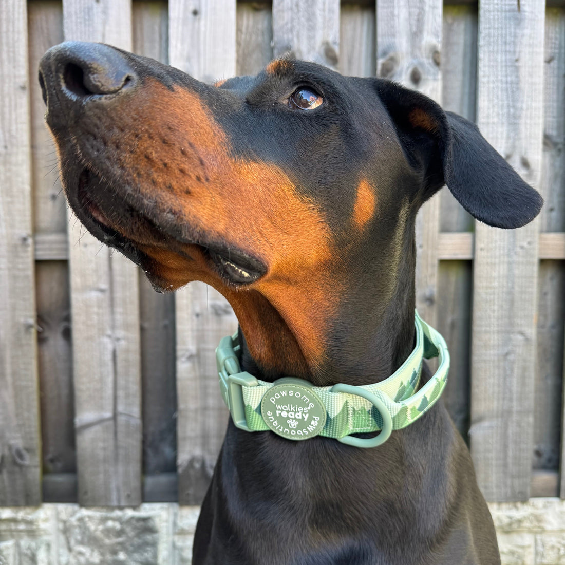 Adventure Collar - Forest Green (Size Large Only)