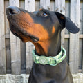 Adventure Collar - Forest Green (Size Large Only)