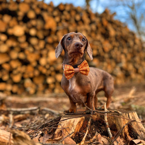 Disney© Bow Tie - Woody