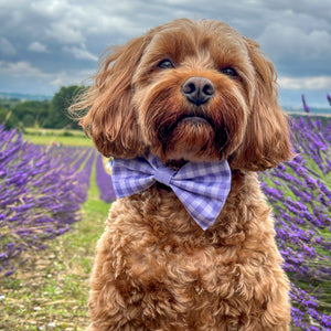 Disney© Bow Tie - Bambi + Friends Lilac Gingham