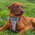 Bow Tie - Adventure Awaits