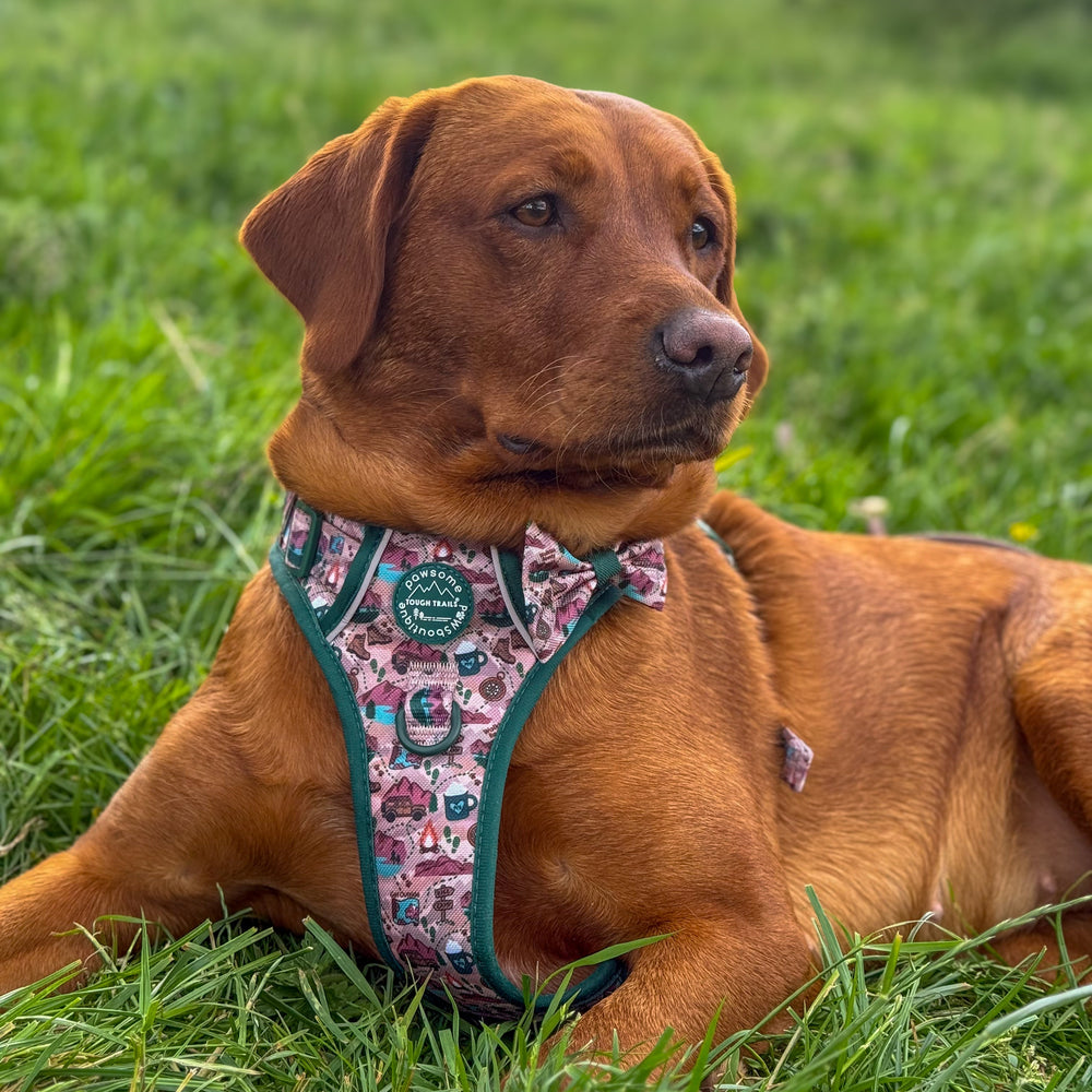 Bow Tie - Adventure Awaits