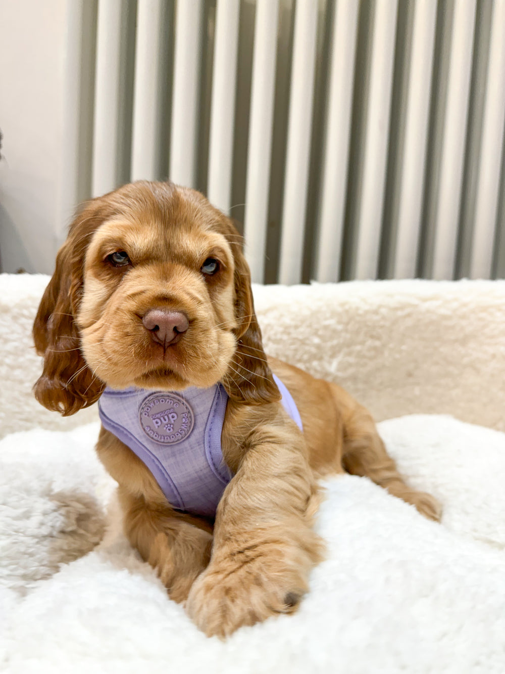 Pawsome Pup Harness - Lilac