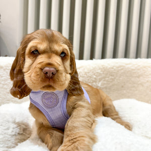 Pawsome Pup Harness - Lilac
