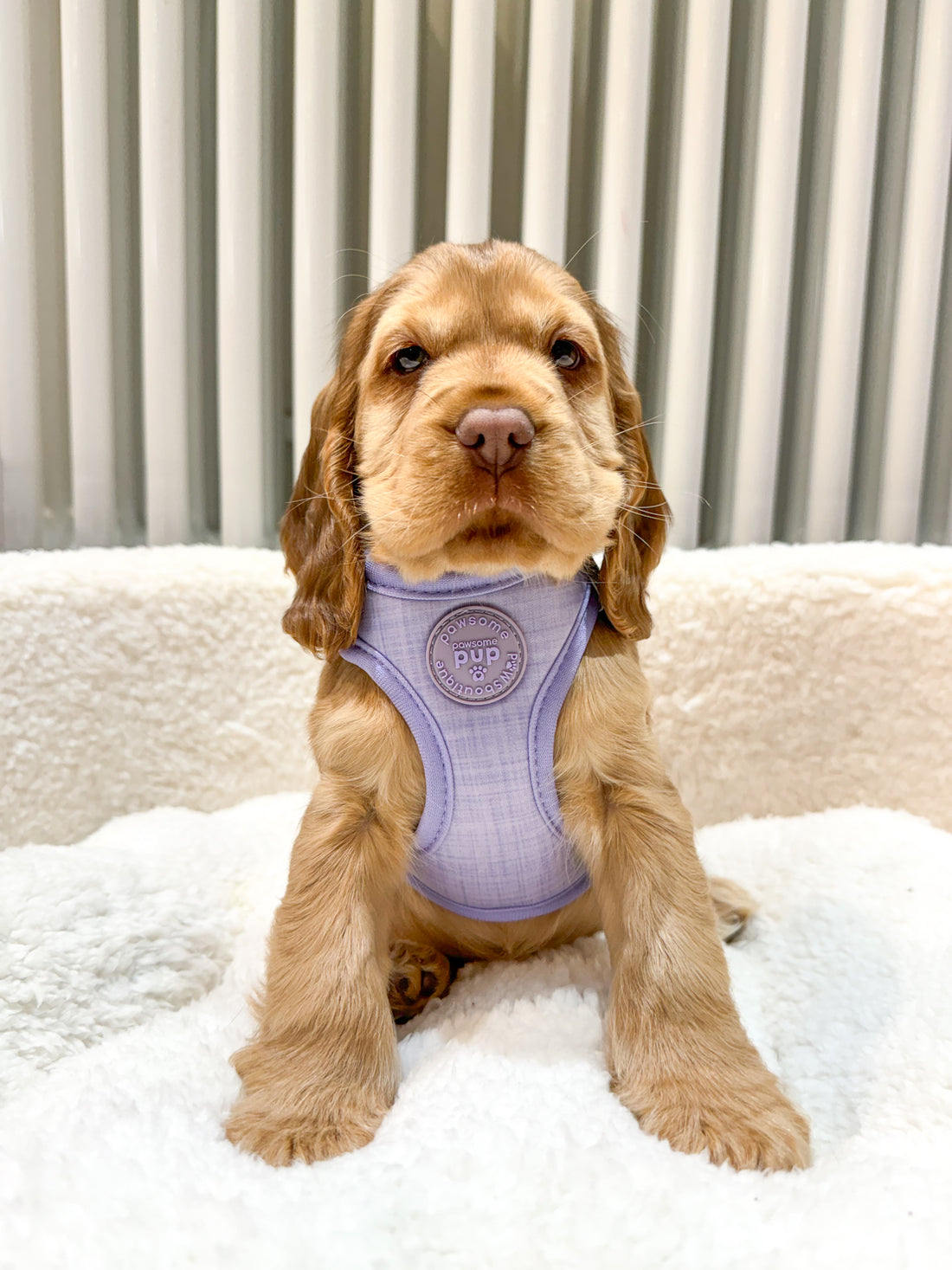Pawsome Pup Harness - Lilac