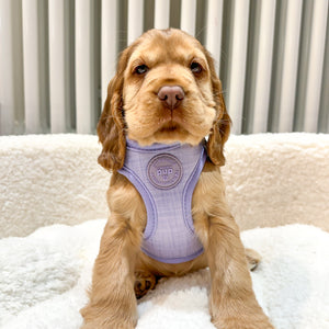 Pawsome Pup Harness - Lilac