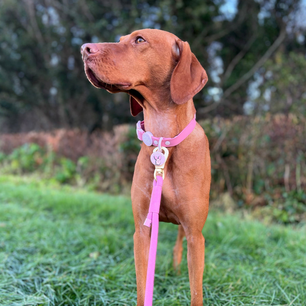 Disney© Collar/Lead Charm - Piglet