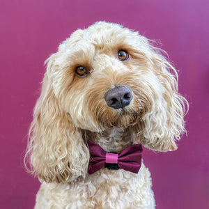 Bow Tie - Walkies Ready® - Mulberry