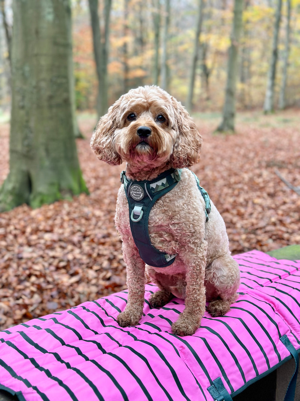 Travel Mat - Walkies Ready®