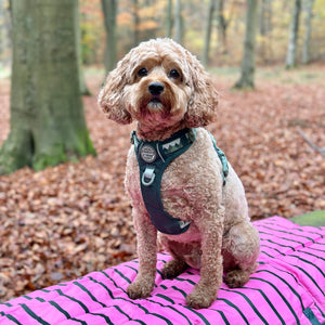 Travel Mat - Walkies Ready®