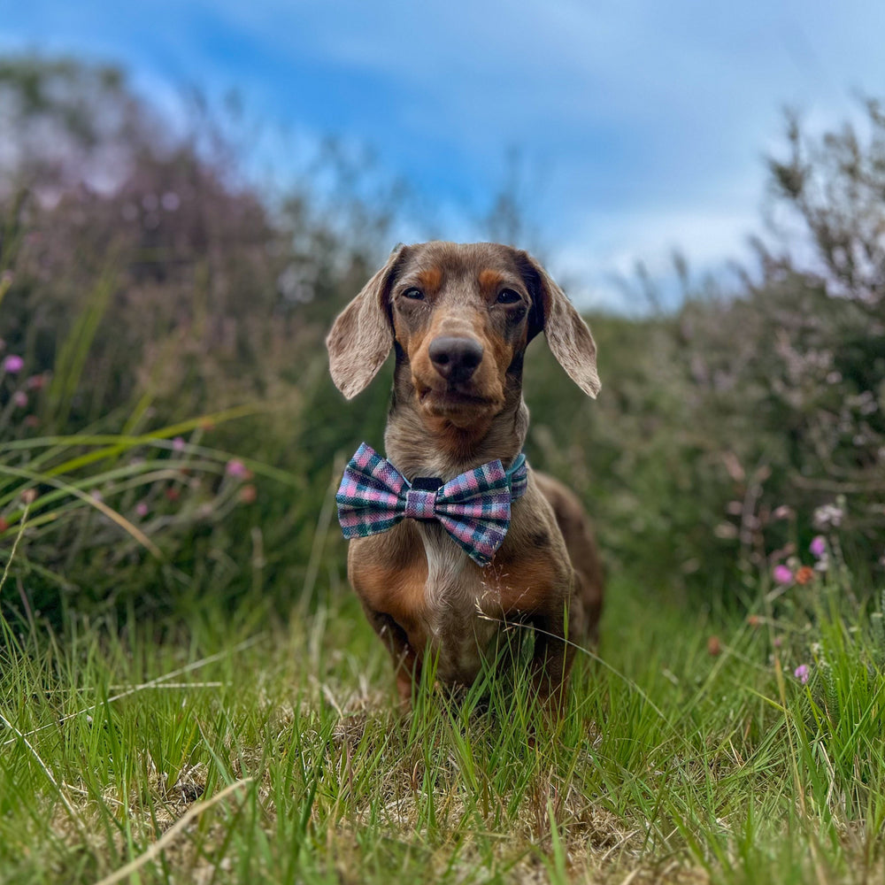 Bow Tie - Tweed Twilight