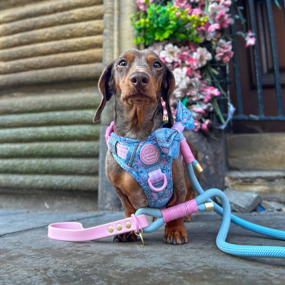 Disney© 4ft Rope Lead - Mad Hatters Tea Party