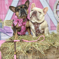 4ft Rope Lead - Brown + Pink