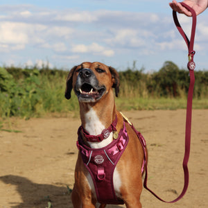 4ft Waterproof Lead - Walkies Ready® Mulberry